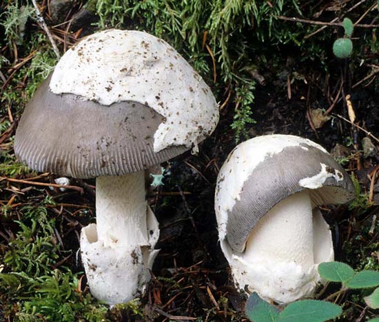 Amanita vaginata - Mushroom Species Images